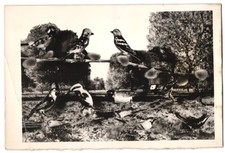 Fotografie 2.WK, Vogel-Figuren