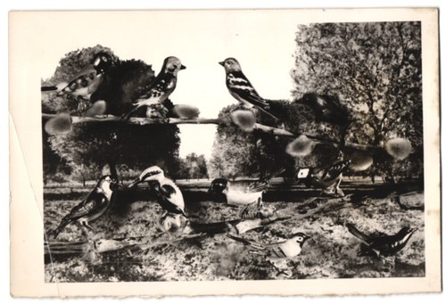 Fotografie vogel figuren - fotografie, 2.wk,