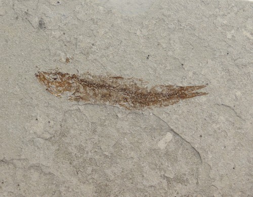 Fisch,Trachurus