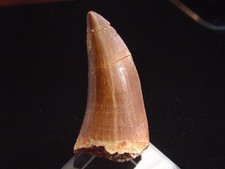 Mosasaurus Zahn 5,5 cm -