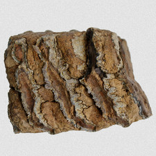 Fossil M. Trogontherii