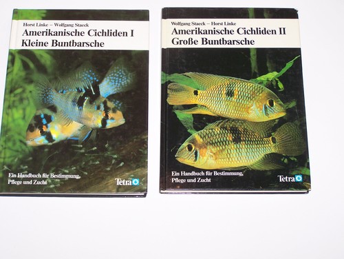 Amerikanische cichliden 2 - amerikanische, +