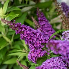 Schmetterlingsflieder