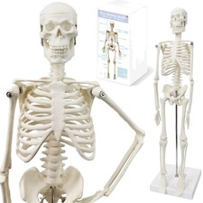 Menschliches Skelett Modell