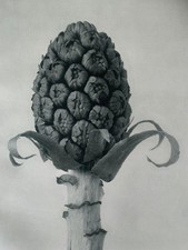 1929 Karl Blossfeldt Druck -