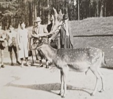 Colditz Familie am Damwild Damhirsch Wildtier Gehege Zoo Besucher Hirsch Foto 