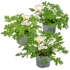 Bloomique - 3er Set -
