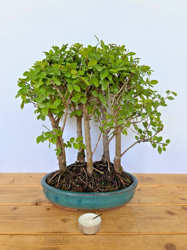 Bonsai japanische ulme wald - bonsai,