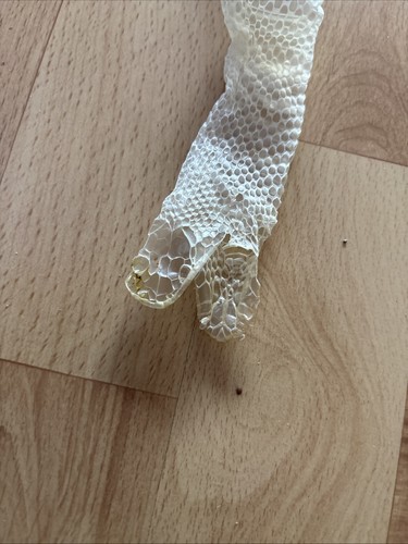 Orig echte gehäutete - echte,