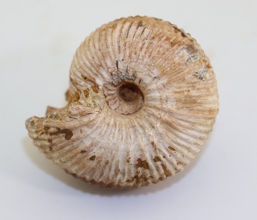 Ammonit dhosaites jura - dhosaites,