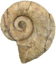 Lias  Lytoceras fimbriatum