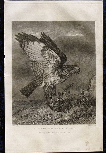 Bussard raubvogel - bussard,,