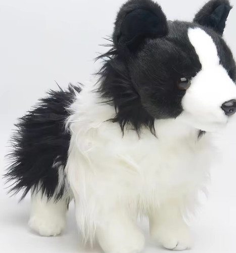 Zoll border collie hund - border,