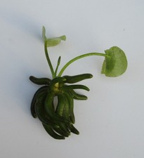 Nymphoides aquatica - Banane