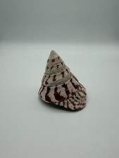 Riesen kreiselschnecke 158g - riesen-kreiselschnecke,