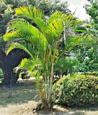 Pflanzen-Samen von der