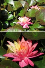 Seerose mehrfarbig