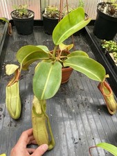 Nepenthes LVB X Veitchii