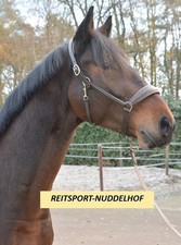 Otto Schumacher Stallhalfter