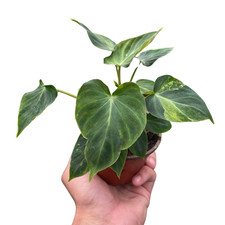 Philodendron 'Verrucosum' |
