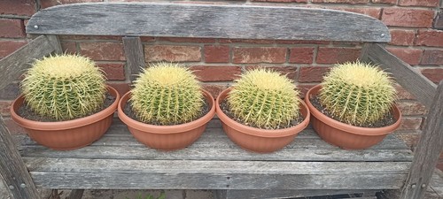 Echinocactus grusonii - echinocactus,