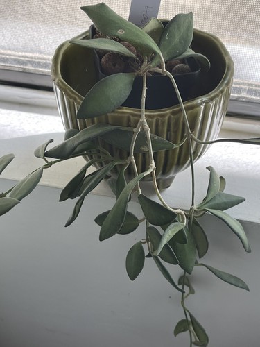 Hoya burtoniae - ,
