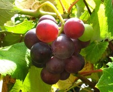 Weinrebe `Erdbeertraube´ kräftige Rebe im großen 5-Liter-Topf, ca.80cm