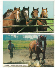 2 RP Postkarten Pferde - 5