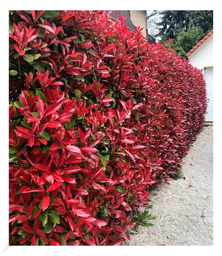 Immergrün photinia hecke red - immergrün, photinia-hecke