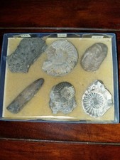 Fosilien Sammlung Schnecken