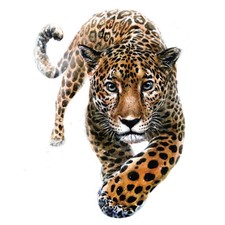 Aufbügler Transferfolie