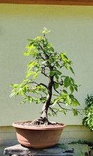 seltene Weißbuche Hainbuche