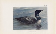 Eistaucher (Gavia immer) northern diver FARBDRUCK von 1925 Thorburn 