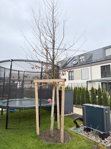 Hainbuche carpinus betulus - -,