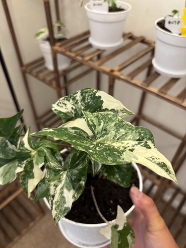 Syngonium albo variegated - syngonium,