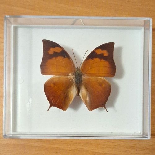 Präparierter schmetterling - präparierter,