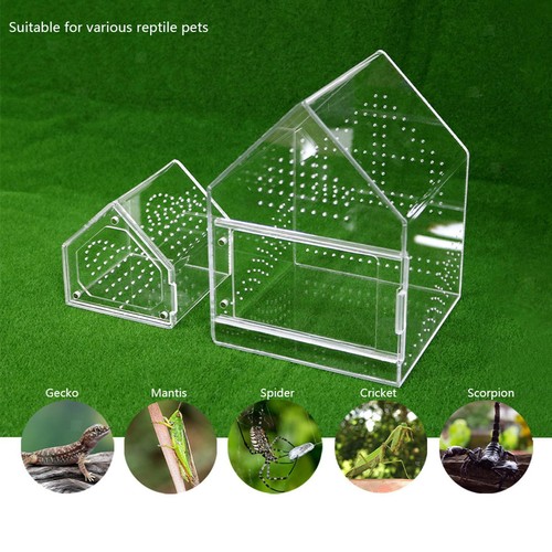 Springspinnen terrarium als - springspinnen,