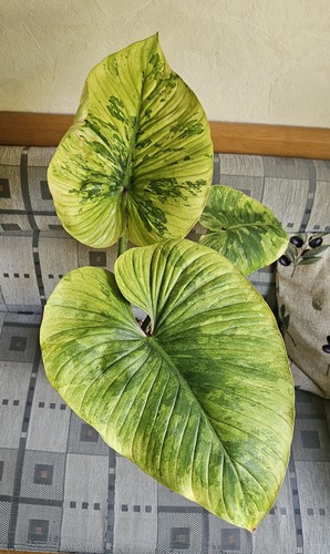 Philodendron plowmanii