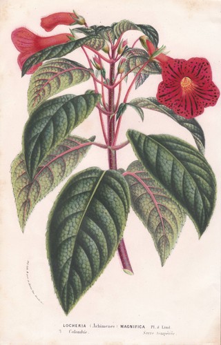 Achimenes magic flowers - achimenes,