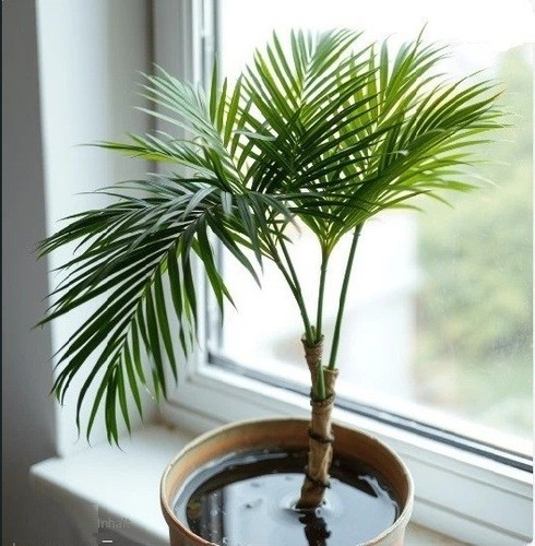 Wasserpalme schnellwachsende