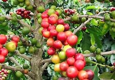 Zwerg - Kaffee 20 Samen - Coffea arabica nana - Schöne Zimmerpflanze