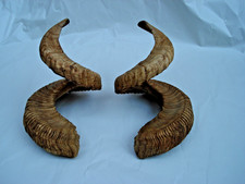 Mufflon Widder Muffel Hörner Merino Schläuche Krampus Schaf Maskenbau84-86 Cm M1