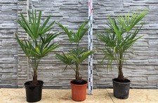 1 x Trachycarpus fortunei