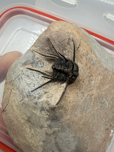 Ceratonurus trilobit fossil - ceratonurus,