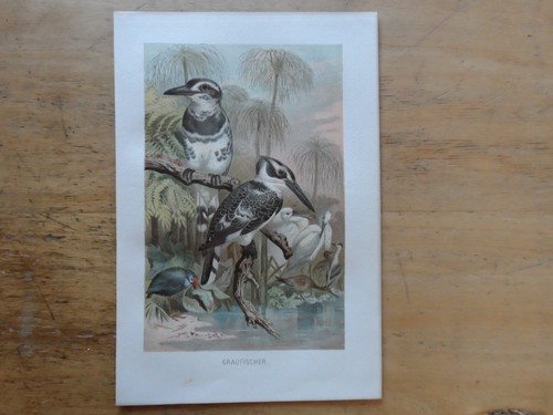 Orig chromolithographie - orig.(1892),