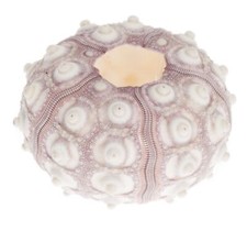 NaDeco Seeigel Gehäuse