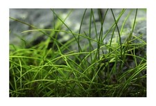 100x Eleocharis acicularis