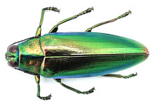 Buprestidae chrysochroa - buprestidae,,