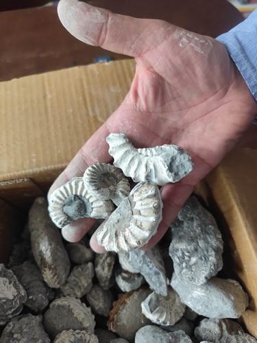 Pleuroceras ammoniten alte - pleuroceras,
