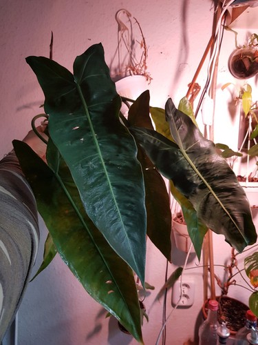 Philodendron napo xl - philodendron, sp.